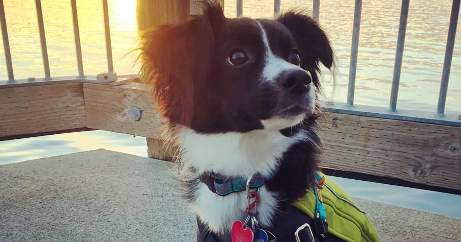 a young puppy with a leash