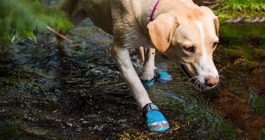 a trail running dog with booties on wading in the water