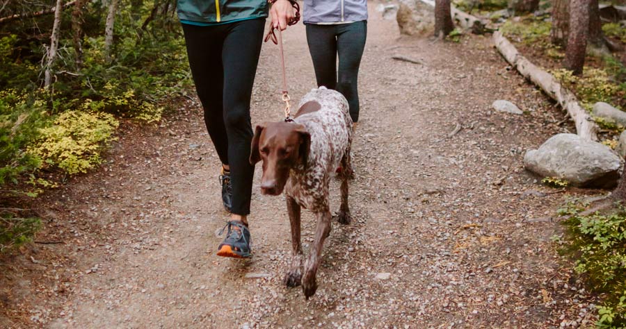 detail of the feet of a trail running dog