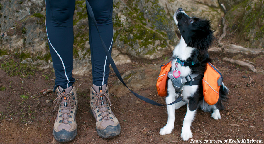 a young dog with a dog pack on, staring up at its hiking companion
