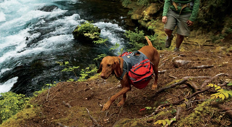 dog on the trail with a pack on