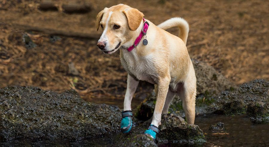 a dog wearing booties on their paws