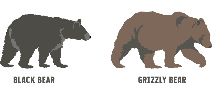 illustration of a black bear and grizzly bear