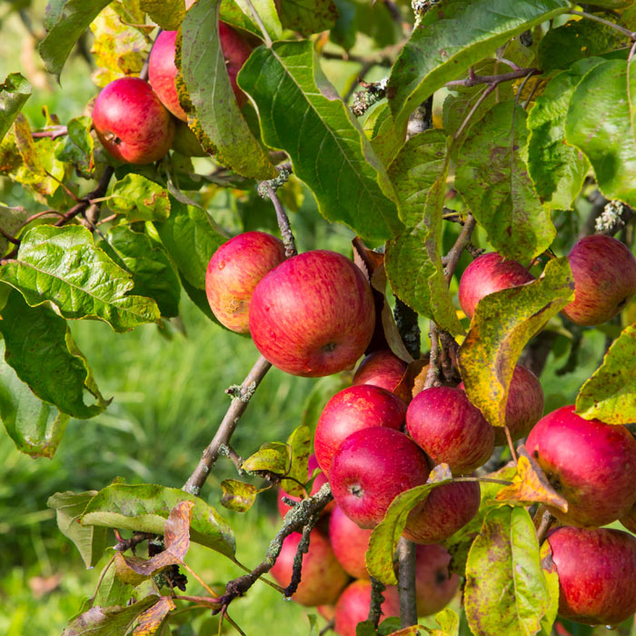 Eat Red Fruits to Help Lose Belly Fat