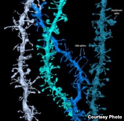 3D images of synapses that shrink during sleep. Credit: Wisconsin Center for Sleep and Consciousness